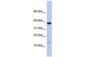 Image no. 1 for anti-Ribosomal Protein L27 (RPL27) (C-Term) antibody (ABIN6743982) (RPL27 anticorps  (C-Term))