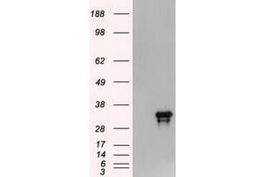 Image no. 2 for anti-Noggin (NOG) (AA 28-232) antibody (ABIN1491315) (NOG anticorps  (AA 28-232))