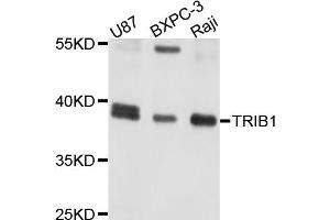 Western blot analysis of extracts of various cell lines, using TRIB1 antibody. (TRIB1 anticorps)