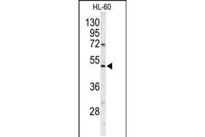 Western blot analysis of POLG2 Antibody in HL-60 cell line lysates (35ug/lane) (POLG2 anticorps  (C-Term))