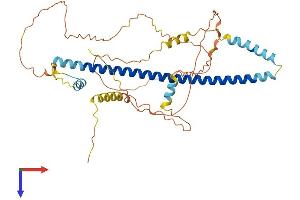 AlphaFold protein structure predicition of Mouse Recombinant Creb3 Protein, UniprotID Q61817