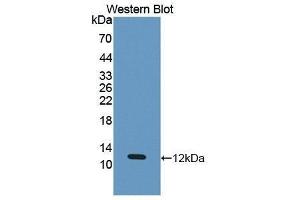 Western Blotting (WB) image for anti-Eosinophil Chemotactic Factor (ECF) (AA 24-97) antibody (ABIN1867677)