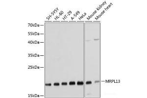 Western blot analysis of extracts of various cell lines using MRPL13 Polyclonal Antibody at dilution of 1:1000. (MRPL13 anticorps)