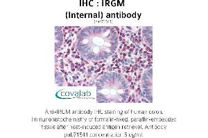 Image no. 1 for anti-Immunity-Related GTPase Family, M (IRGM) (Internal Region) antibody (ABIN1736037) (IRGM anticorps  (Internal Region))