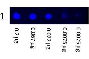 Image no. 1 for Goat anti-Mouse IgG (Whole Molecule) antibody (FITC) (ABIN300622) (Chèvre anti-Souris IgG (Whole Molecule) Anticorps (FITC))