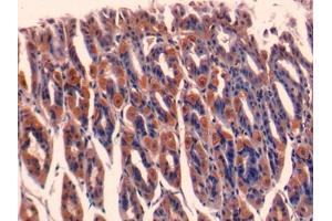 DAB staining on IHC-P; Samples: Mouse Stomach Tissue (ERI1 anticorps  (AA 1-345))