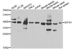 Western blot analysis of extracts of various cell lines, using EIF3H antibody. (EIF3H anticorps  (AA 80-340))