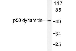Image no. 1 for anti-Dynactin 2 (p50) (DCTN2) antibody (ABIN271764) (Dynamitin anticorps)