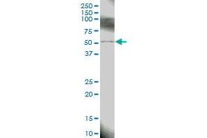 BIRC4 MaxPab polyclonal antibody.