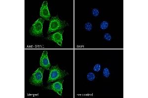 ABIN185678 Immunofluorescence analysis of paraformaldehyde fixed NIH3T3 cells, permeabilized with 0.