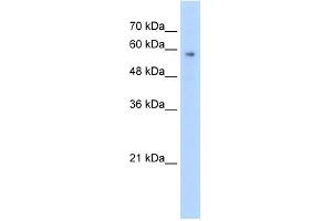 WB Suggested Anti-TPTE Antibody Titration:  2. (TPTE anticorps  (C-Term))