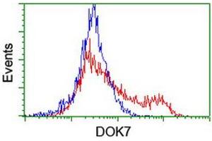 HEK293T cells transfected with either RC219267 overexpress plasmid (Red) or empty vector control plasmid (Blue) were immunostained by anti-DOK7 antibody (ABIN2455843), and then analyzed by flow cytometry. (DOK7 anticorps)