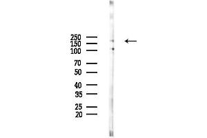 anti-LIM Domain 7 (LMO7) (C-Term) antibody