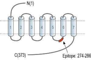 anti-G Protein-Coupled Receptor 173 (GPR173) (AA 274-286), (Intracellular), (Loop 3) antibody