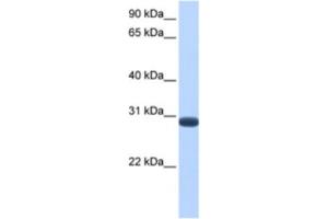 Western Blotting (WB) image for anti-Dual Specificity Phosphatase 19 (DUSP19) antibody (ABIN2463531) (DUSP19 anticorps)