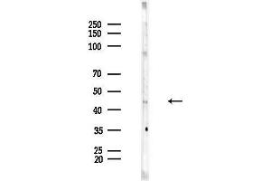 Western blot analysis of lysates from Rat brain, using KCNJ9 Antibody at 1/1000 dilution.