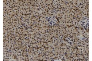 ABIN6278934 at 1/100 staining Mouse kidney tissue by IHC-P. (MAGEF1 anticorps  (Internal Region))