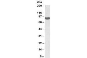 Western blot testing of rat liver lysate with POR antibody at 0. (POR anticorps)