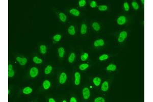 Immunofluorescence analysis of A549 cell using POLR2J antibody. (POLR2J anticorps)