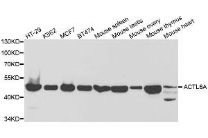 Western blot analysis of extracts of various cell lines, using ACTL6A antibody. (BAF53A anticorps  (AA 1-280))