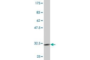 Western Blot detection against Immunogen (30.