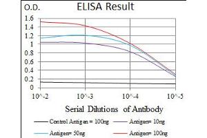 Image no. 5 for anti-Polo-Like Kinase 1 (PLK1) antibody (ABIN1500277) (PLK1 anticorps)