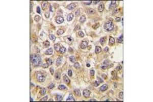 Image no. 2 for anti-Solute Carrier Family 29 (Nucleoside Transporters), Member 4 (SLC29A4) (N-Term) antibody (ABIN356636)