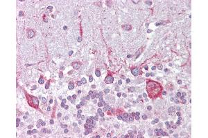 Anti-PSEN1 / Presenilin 1 antibody IHC of human brain, cerebellum. (Presenilin 1 anticorps  (AA 107-156))