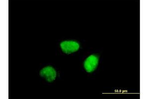 Immunofluorescence of purified MaxPab antibody to CCNA2 on HeLa cell. (Cyclin A anticorps  (AA 1-432))