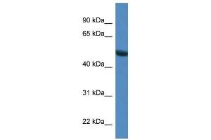 Western Blot showing Sntg1 antibody used at a concentration of 1. (Syntrophin gamma 1 anticorps  (N-Term))