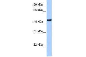 WB Suggested Anti-ABHD5 Antibody Titration:  0. (ABHD5 anticorps  (C-Term))