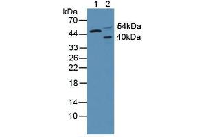 Western blot analysis of (1) Human HeLa cells and (2) Rat Brain Tissue. (AKT3 anticorps  (AA 46-338))
