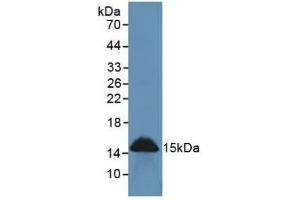 Detection of REG3g in Rat Intestine Tissue using Polyclonal Antibody to Regenerating Islet Derived Protein 3 Gamma (REG3g) (REG3g anticorps  (AA 33-147))