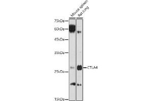 Western blot analysis of extracts of various cell lines, using CD152/CTLA-4 antibody (ABIN3022827, ABIN3022828, ABIN3022829 and ABIN6219247) at 1:1000 dilution. (CTLA4 anticorps  (AA 36-161))
