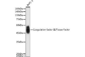 Western blot analysis of extracts of BxPC-3 cells, using Coagulation factor III/Tissue Factor antibody (ABIN3021933, ABIN3021934, ABIN3021935 and ABIN6217895) at 1:500 dilution. (Tissue factor anticorps)
