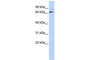 Image no. 1 for anti-Distal-Less Homeobox 4 (DLX4) (AA 72-121) antibody (ABIN6742223) (DLX4 anticorps  (AA 72-121))