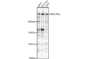 Western blot analysis of extracts of various cell lines, using DNA-PKcs antibody (ABIN7269665) at 1:1000 dilution. (PRKDC anticorps)