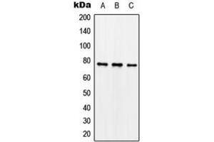 Western blot analysis of Synapsin 1 (pS62) expression in SKNSH nocodazole-treated (A), mouse brain (B), rat brain (C) whole cell lysates. (SYN1 anticorps  (N-Term, pSer62))
