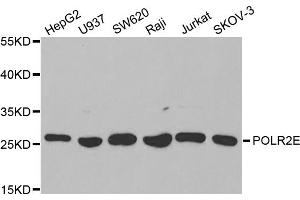 Western blot analysis of extracts of various cell lines, using POLR2E antibody. (POLR2E anticorps)