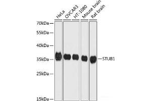 Western blot analysis of extracts of various cell lines using STUB1 Polyclonal Antibody at dilution of 1:1000. (STUB1 anticorps)