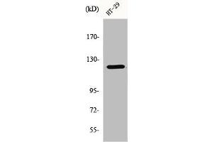 Western Blot analysis of 293 cells using GCP5 Polyclonal Antibody (TUBGCP5 anticorps  (Internal Region))