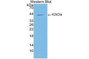 Western Blotting (WB) image for anti-Chromosome 15 Open Reading Frame 48 (C15ORF48) (AA 1-83) antibody (ABIN3201045) (NMES1 anticorps  (AA 1-83))