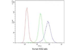 Flow cytometry testing of human K562 cells with Ataxin-2 antibody at 1ug/10^6 cells (blocked with goat sera) (Ataxin 2 anticorps  (C-Term))