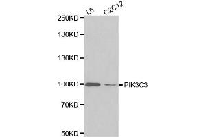 Western blot analysis of extracts of various cell lines, using PIK3C3 antibody. (PIK3C3 anticorps)