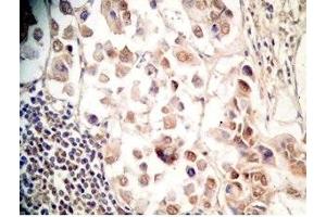 Human stomach tissue was stained by Rabbit Anti-Xenin 25 (Human) Antibody (Xenin 25 anticorps)