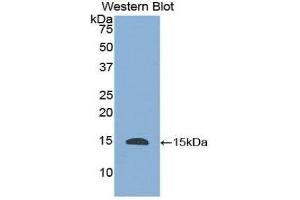 Western Blotting (WB) image for anti-Histatin 1 (HTN1) (AA 20-57) antibody (ABIN3201855) (HTN1 anticorps  (AA 20-57))