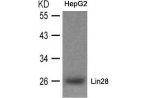 Western blot analysis of extracts from HepG2 cells using Lin28. (LIN28A anticorps  (N-Term))