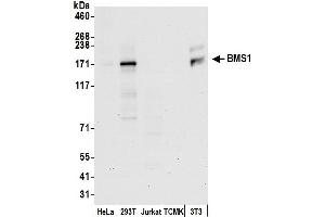 anti-BMS1 Homolog, Ribosome Assembly Protein (BMS1) (AA 775-825) antibody