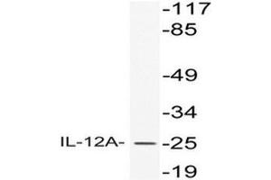 Western blot (WB) analysis of IL-12A antibody in extracts from HeLa cells. (IL12A anticorps)