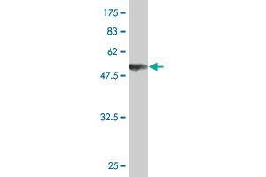 Western Blot detection against Immunogen (52.